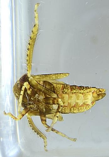 Réf. 329 448 : Streptanus sp.